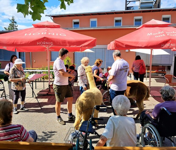 Bewohnerinnen und Bewohner des Pflegewohnhauses versammeln sich im Innenhof um zwei Alpakas, die von ihren Begleitpersonen durch die Gruppe geführt werden.