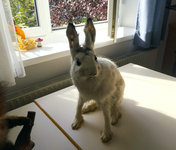 Präparierter weißer SHase auf Tisch vor geöffnetem Fenster mit Herbstdeko