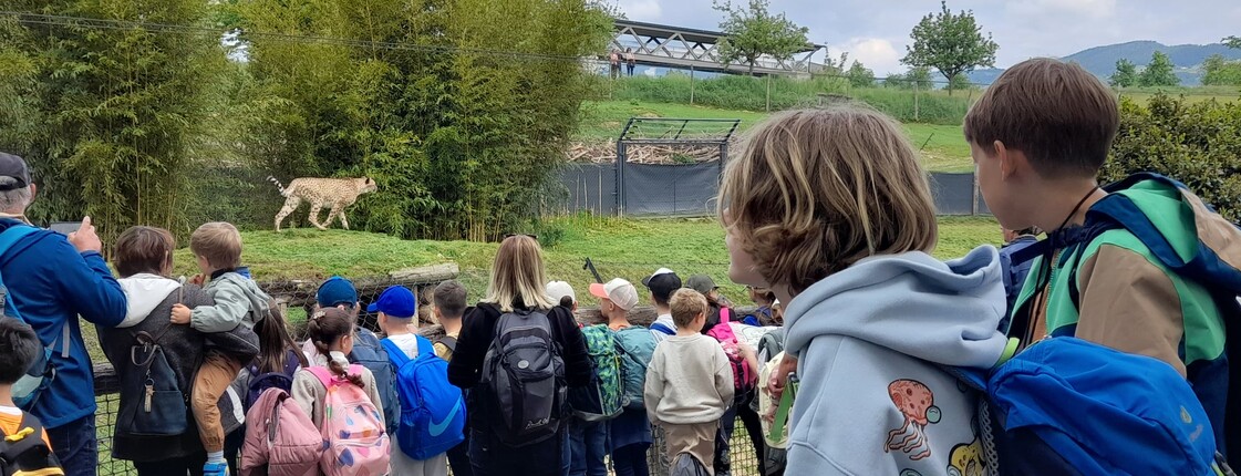 Kinder und Erwachsene beobachten gemeinsam ein großes Wildkatzengehege im Tierpark. Der Ausflug ermöglicht Naturbeobachtungen und Tiererlebnisse.