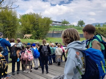 Kinder und Erwachsene beobachten gemeinsam ein großes Wildkatzengehege im Tierpark. Der Ausflug ermöglicht Naturbeobachtungen und Tiererlebnisse.