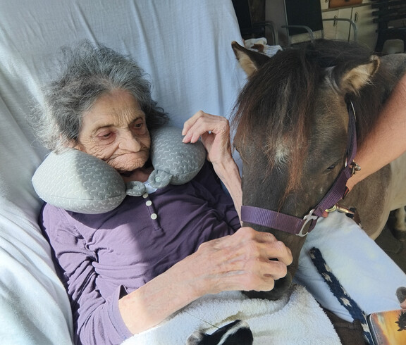 Bewohner*in im St. Hemma Haus berührt bei der Tiertherapie ein Mini-Pony im Sitzen.