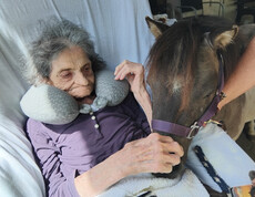 Bewohner*in im St. Hemma Haus berührt bei der Tiertherapie ein Mini-Pony im Sitzen.