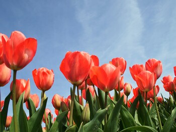 Rote Tulpen vor blauem Himmel