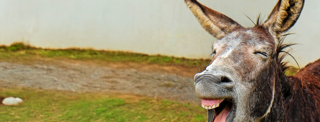 Ein Esel mit geöffnetem Maul auf einer Wiese steht für die außergewöhnlichen Geschenke von Schenken mit Sinn.