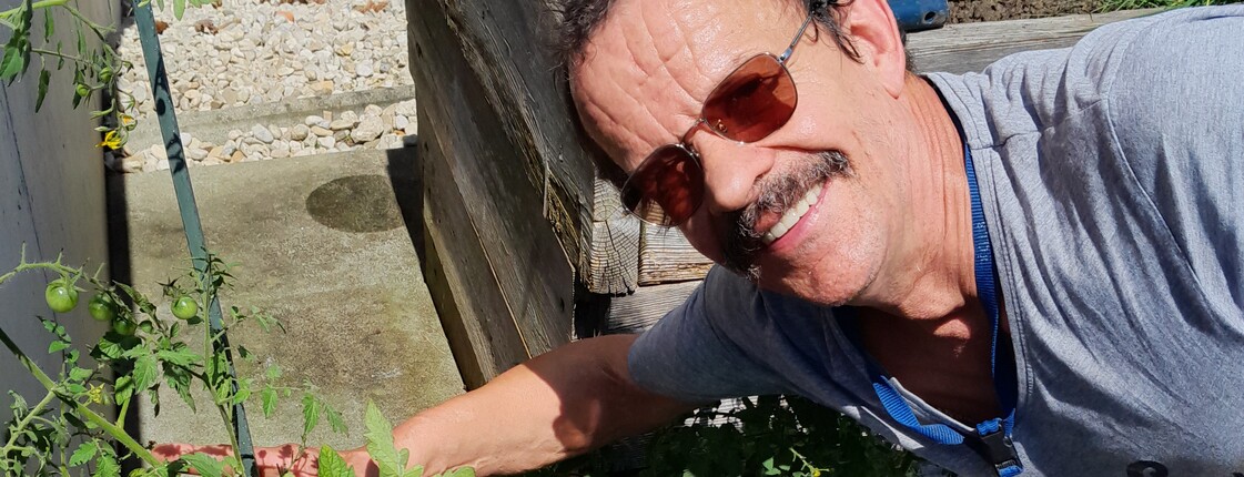 Mann mit Sonnenbrille beugt sich zu Tomatenpflanze