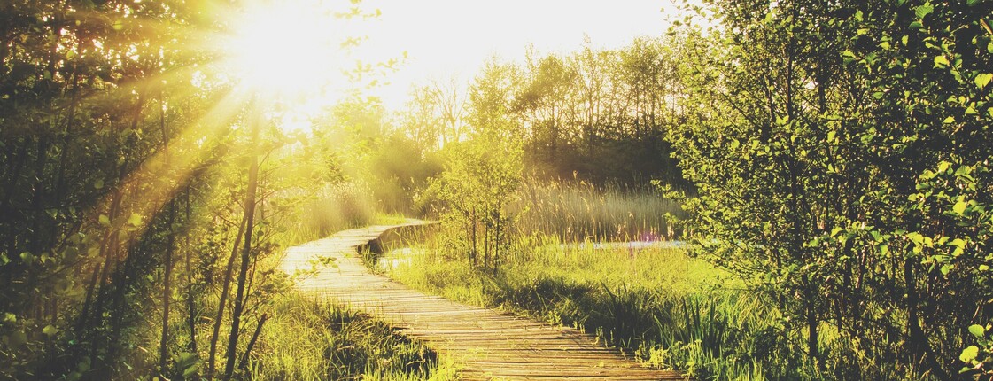 Ein geschwungener Holzsteg führt durch eine grüne Landschaft. Sonnenlicht fällt durch die Bäume und schafft eine ruhige, naturnahe Atmosphäre.