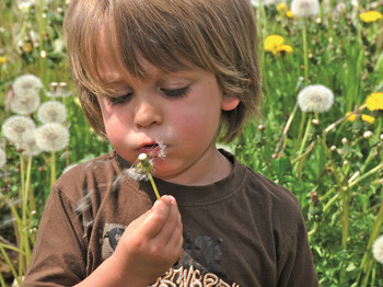 Ein kleiner Junge mit braunen, längeren Haaren und einem braunen T-Shirt sitzt in einer Blumenwiese und hält eine Pusteblume in seiner rechten Hand, deren Fallschirme er in die Luft pustet.