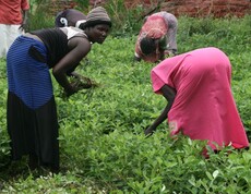 Frauen arbeiten im Rahmen eines Landwirtschaftsprojekts auf einem Feld im Südsudan
