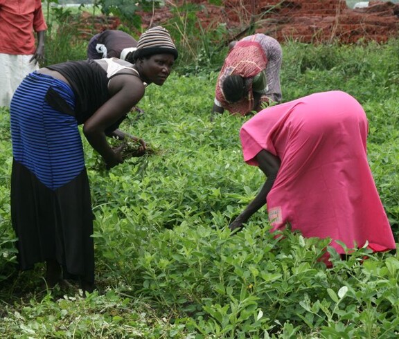Frauen arbeiten im Rahmen eines Landwirtschaftsprojekts auf einem Feld im Südsudan