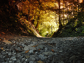 Ein steinerner Waldweg im Herbst