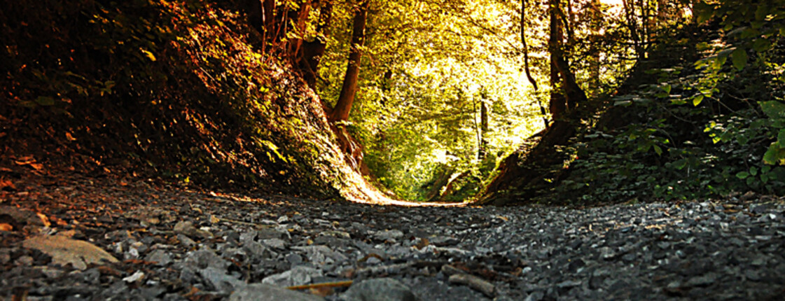 Ein steinerner Waldweg im Herbst