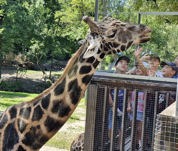 Eine Giraffe streckt ihren Hals zur Ausichtsplattform wo Kinder stehen.