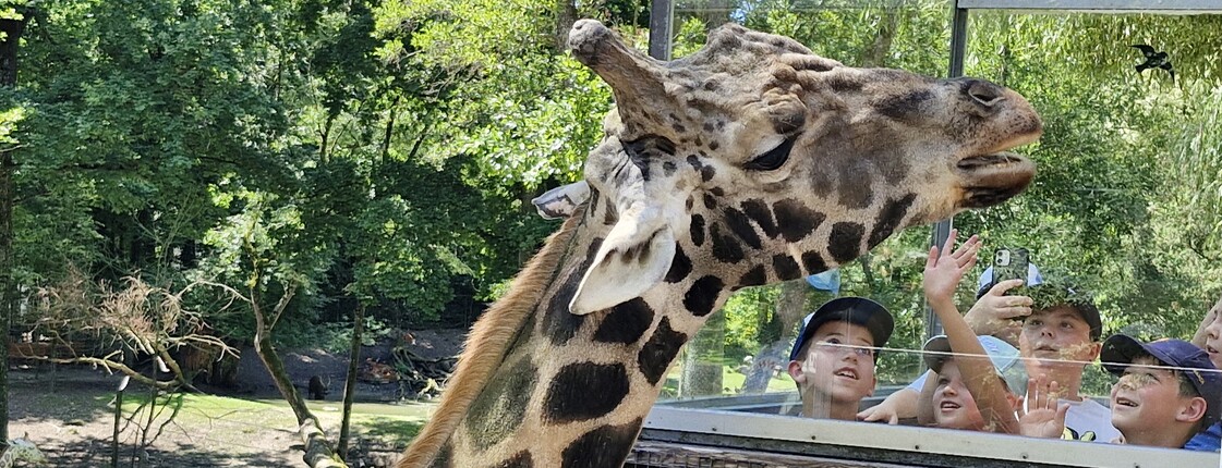 Eine Giraffe streckt ihren Hals zur Ausichtsplattform wo Kinder stehen.