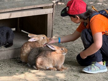 Kind hockt vor mehreren Kaninchen in einem Gehege und streichelt die Tiere. Die Begegnung fördert Naturerfahrungen und den achtsamen Umgang mit Tieren.